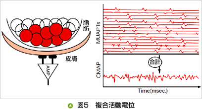 図5　複合活動電位