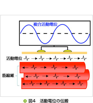 図4　活動電位の伝搬