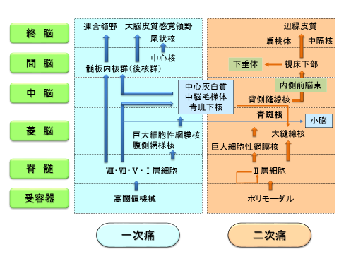 3 痛みの伝導路 酒井医療株式会社