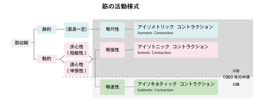 4 筋の収縮様式とトレーニング 酒井医療株式会社