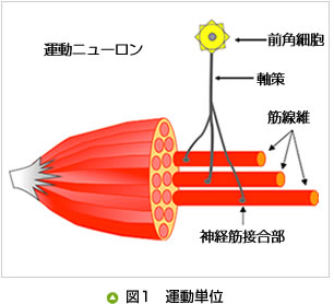 １ 運動単位と複合活動電位 酒井医療株式会社