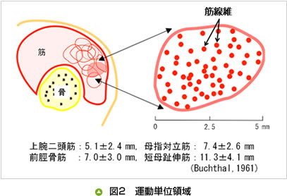 図2　運動単位領域