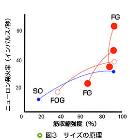 図3　サイズの原理